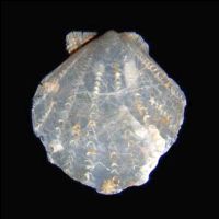 Cyclopecten hoskynsi 